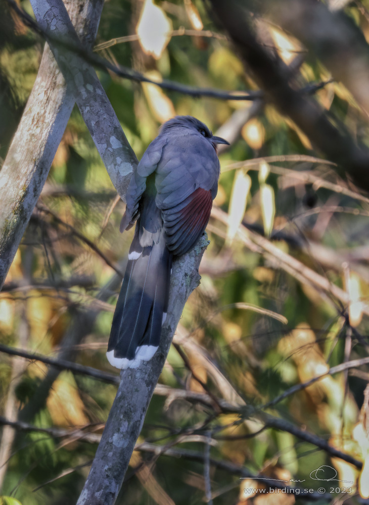 BAY-BREASTED CUCKOO (Coccyzus rufigularis) - Stng / Close